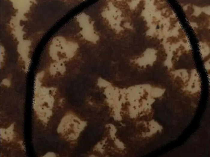 Гадание на кофейной гуще в Видном